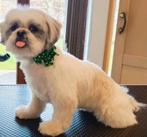 Shi Tzu teefje, Dieren en Toebehoren, Honden | Chihuahua's en Gezelschapshonden, Particulier, Overige rassen, 1 tot 2 jaar, Buitenland