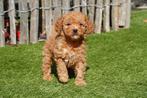 Cavapoo pups (abrikoos en rood), Dieren en Toebehoren, België, Overige rassen, CDV (hondenziekte), 8 tot 15 weken