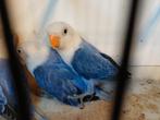 Agapornis, Dieren en Toebehoren, Vogels | Parkieten en Papegaaien