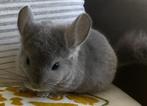violet ebony BDc (RPAc) chinchilla bokjes, Dieren en Toebehoren, Knaagdieren, Mannelijk, Chinchilla, Tam