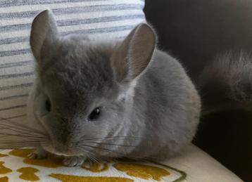 violet ebony BDc (RPAc) chinchilla bokjes beschikbaar voor biedingen