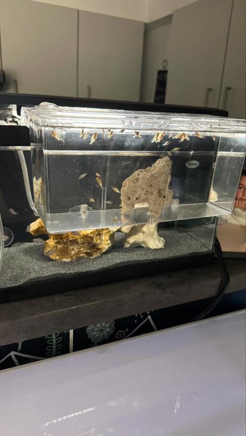 Malawi cichlieden Mbuna visjes, Dieren en Toebehoren, Vissen | Aquaria en Toebehoren, Nieuw, Ophalen