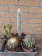 planten, Tuin en Terras, Ophalen of Verzenden, Vaste plant, Overige soorten, Volle zon