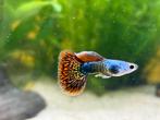 Silverado red dragon guppen, Dieren en Toebehoren, Vissen | Aquariumvissen, Vis, Zoetwatervis