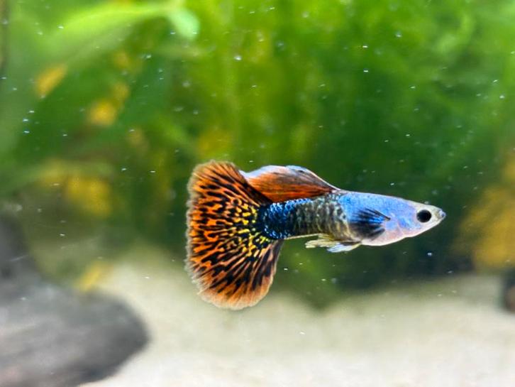 Silverado red dragon guppen, Dieren en Toebehoren, Vissen | Aquariumvissen, Zoetwatervis, Vis