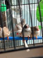 Zebravinkjes, Dieren en Toebehoren, Vogels | Kanaries