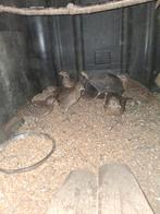 Lady fazanten, Dieren en Toebehoren, Pluimvee