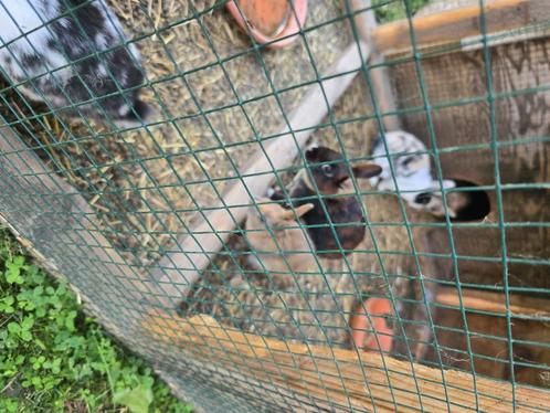 Dwergkonijntjes, Dieren en Toebehoren, Konijnen, Dwerg, 0 tot 2 jaar
