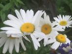Wilde margrietjes, vaste plant ( winterhard ), Volle zon, Vaste plant, Lente, Ophalen
