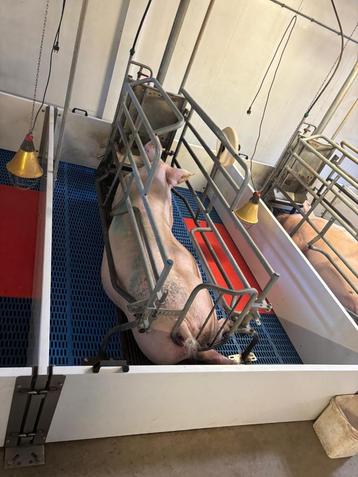 Kraamhokken [755]  beschikbaar voor biedingen