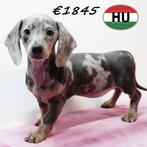 Teckel - kortharige pups te koop (verschillende kleuren), Dieren en Toebehoren, 15 weken tot 1 jaar, Handelaar, CDV (hondenziekte)