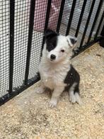 Bordercollie pups, België, Overige rassen, CDV (hondenziekte), 8 tot 15 weken