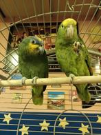 2 Amazone papagaaien, Dieren en Toebehoren