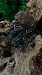 2.1 boa img jungle purple + met zie beschrijving, Dieren en Toebehoren, Reptielen en Amfibieën, Slang, Met terrarium, 0 tot 2 jaar