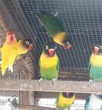 Personatas lutino en groen/ino., Dieren en Toebehoren, Geringd