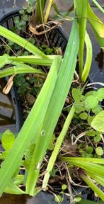 vijvermand met gele lis, waternavel en watermunt, Tuin en Terras, Ophalen, Gebruikt