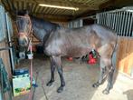 Groen paard met potentieel te koop, Merrie, Gechipt, 7 tot 10 jaar, 160 tot 165 cm