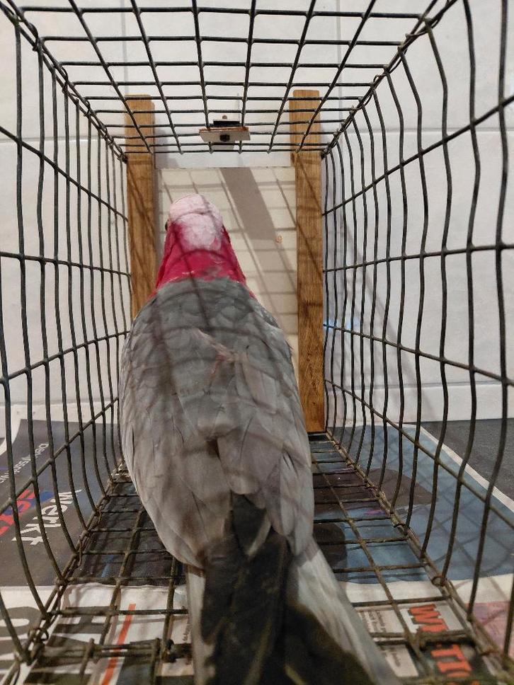 CHOISISSEZ UN ÉLEVEUR POUR UN CACATOÈS ROSÉ POUR 275 EUROS., Animaux & Accessoires, Oiseaux | Perruches & Perroquets, Perroquet