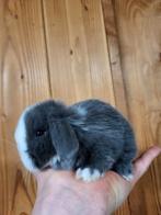 Prachtig nederlands dwerg hangoortje met blauwe oogjes, Dieren en Toebehoren, Konijnen