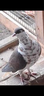 Afghan pigeon, Animaux & Accessoires