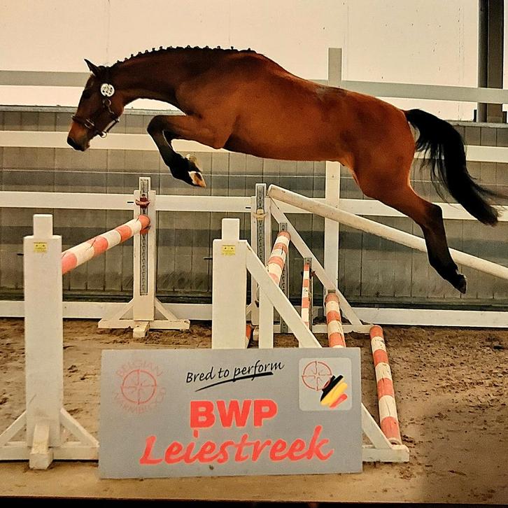 3 jarige zéér leuke ruin 😍, Dieren en Toebehoren, Paarden, Ruin, B, 160 tot 165 cm, 3 tot 6 jaar, Springpaard, Met stamboom, Gechipt