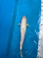 40 cm koi, Dieren en Toebehoren, Vissen | Vijvervissen