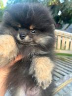 Rasechte mini pomeriaan pups, Dieren en Toebehoren, Honden | Poolhonden, Keeshonden en Oertypen, België, Particulier, Keeshond