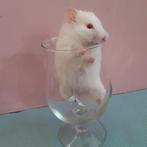 Mooie Syrische hamster, Dieren en Toebehoren, Knaagdieren, Vrouwelijk, Hamster, Tam
