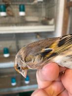 Mulets oiseaux, Dieren en Toebehoren, Ophalen