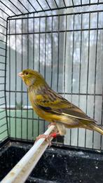 Mooie kanaries buitenvoliere, Dieren en Toebehoren