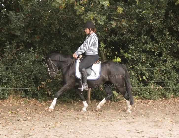 Welsh merrie 🩷, Dieren en Toebehoren, Pony's, Merrie, Zadelmak, C pony (1.27m tot 1.37m), 3 tot 6 jaar, Met stamboom, Gechipt