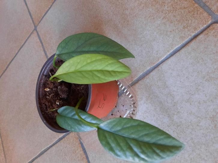 Epipremnum cebu blue stekjes, Huis en Inrichting, Kamerplanten, Overige soorten, Minder dan 100 cm, Groene kamerplant, Halfschaduw