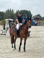 Mozus hof ter zeedycke, Dieren en Toebehoren, Ruin, D pony (1.37m tot 1.48m), 11 jaar of ouder