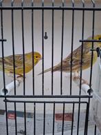 Kanarie groen-agaat, Dieren en Toebehoren