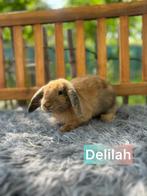 TER ADOPTIE VOEDSTER 16 weken