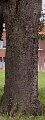 Stamhout, Ophalen, Overige typen, Hardhout