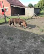 mini paardje, Dieren en Toebehoren, Pony's, Merrie, A pony (tot 1.17m), 3 tot 6 jaar, Gechipt