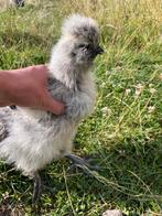 Laatste zijdehoen haantjes, Dieren en Toebehoren, Pluimvee, Mannelijk, Kip