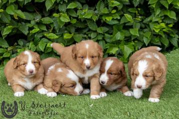 toller pups, beide ouders zijn hier aanwezig beschikbaar voor biedingen