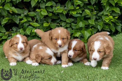 toller pups, beide ouders zijn hier aanwezig, Dieren en Toebehoren, Honden | Retrievers, Spaniëls en Waterhonden, Meerdere dieren