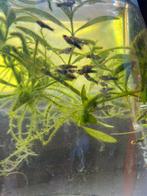 Baby visjes (molly mix), Dieren en Toebehoren, Ophalen, Nieuw, Gevuld zoetwateraquarium