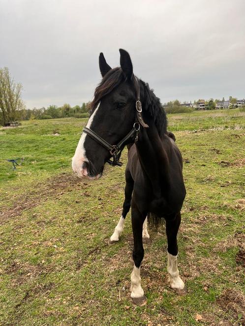 Weidemaatje/ project paard, Dieren en Toebehoren, Pony's, Merrie, E pony (1.48m - 1.57m)