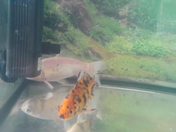 2 poissons rouge à vendre  beschikbaar voor biedingen