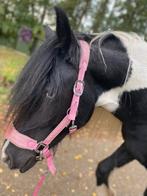 Bruikleen/trainings pony/paard gezocht, Dieren en Toebehoren, Zadelmak