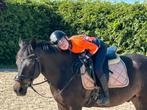 Super brave d pony, Dieren en Toebehoren, Met stamboom, Ruin, Dressuurpony, M