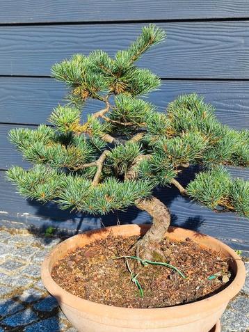 bonsai parfivlora beschikbaar voor biedingen