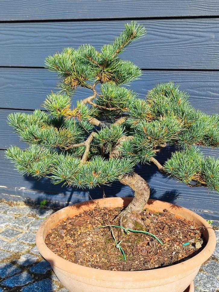 bonsai parfivlora, Tuin en Terras, Planten | Bomen, In pot, Ophalen