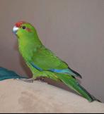 Lieve handtamme kakariki man, Dieren en Toebehoren