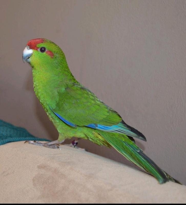 Lieve handtamme kakariki man, Animaux & Accessoires, Oiseaux | Perruches & Perroquets