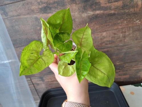 Syngonium mango allusion nr 36, Huis en Inrichting, Kamerplanten, Ophalen